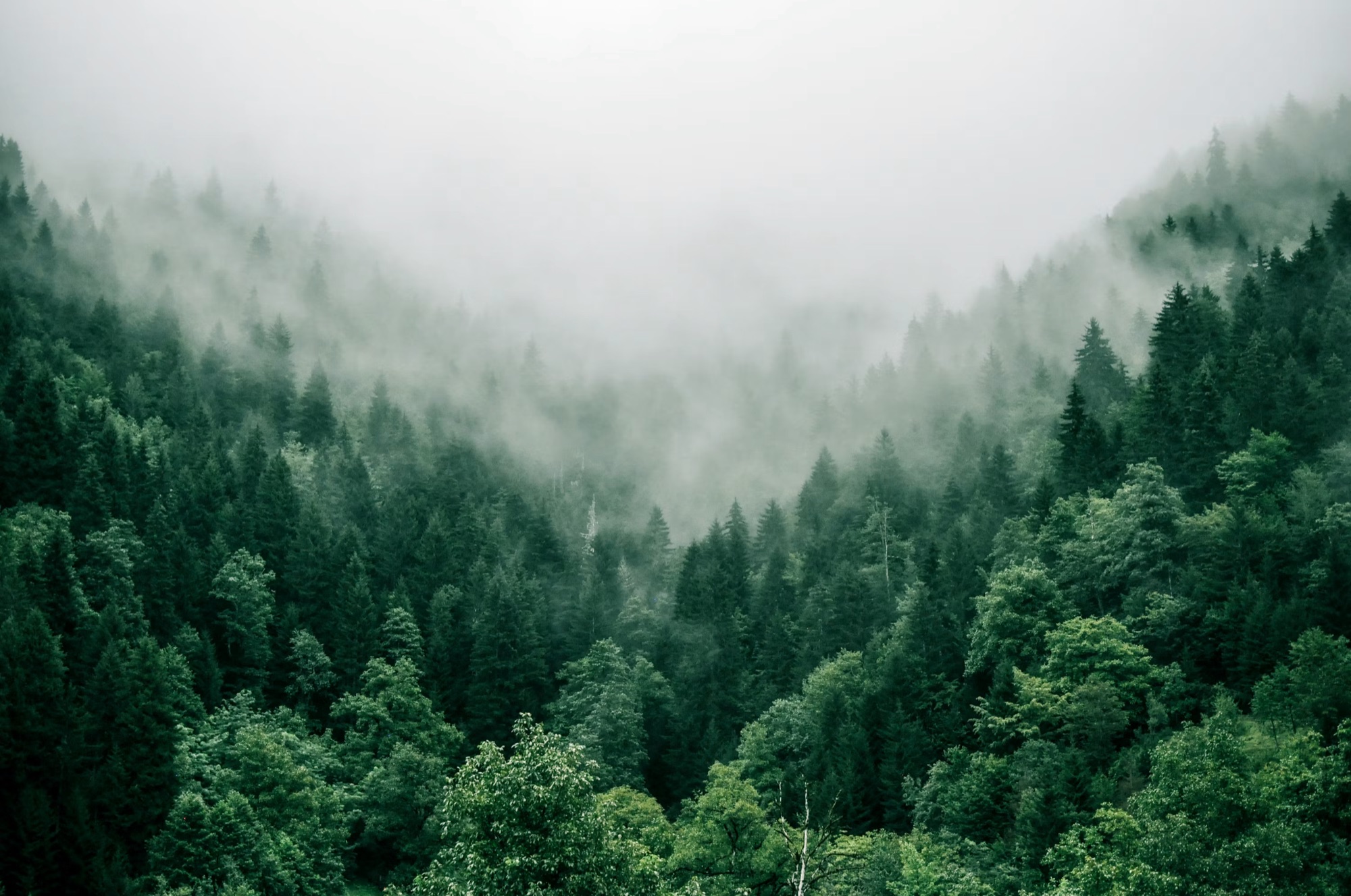 Mist drifting over a dense conifer forest canopy
